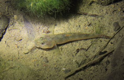 紅虎魚|短吻紅斑吻鰕虎魚